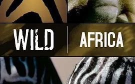 【纪录片】 野性非洲 Wild Africa (2001) [6集] 中文字幕哔哩哔哩bilibili