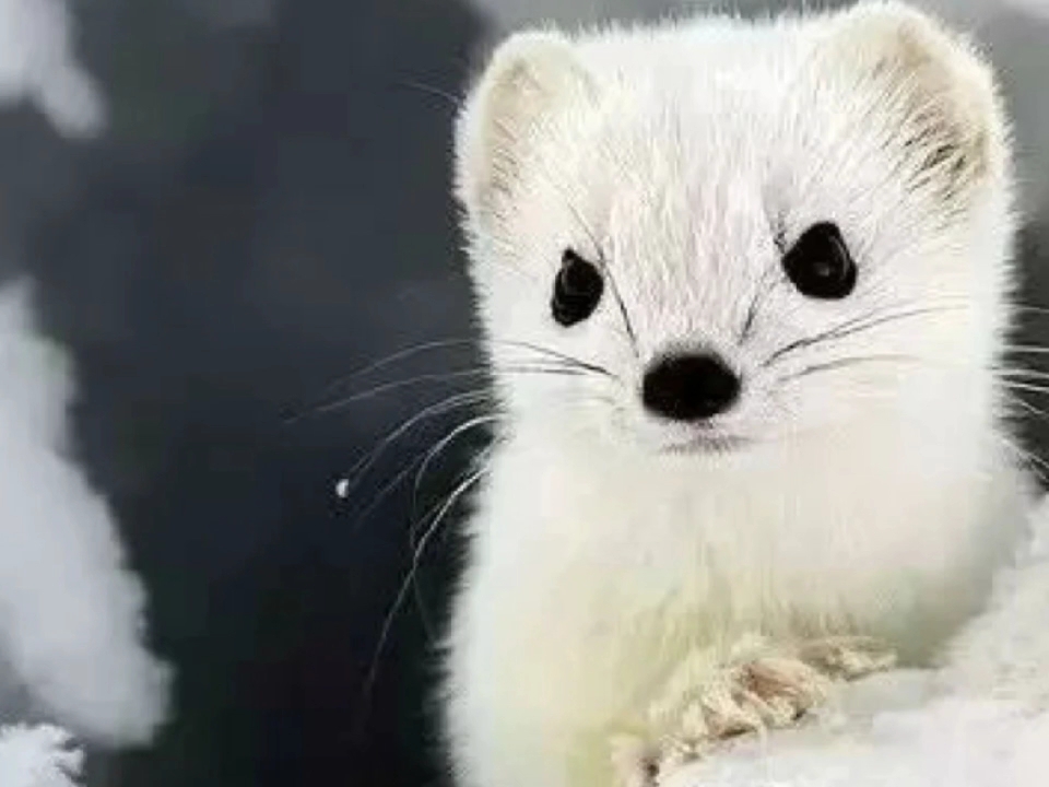 雪国精灵白鼬