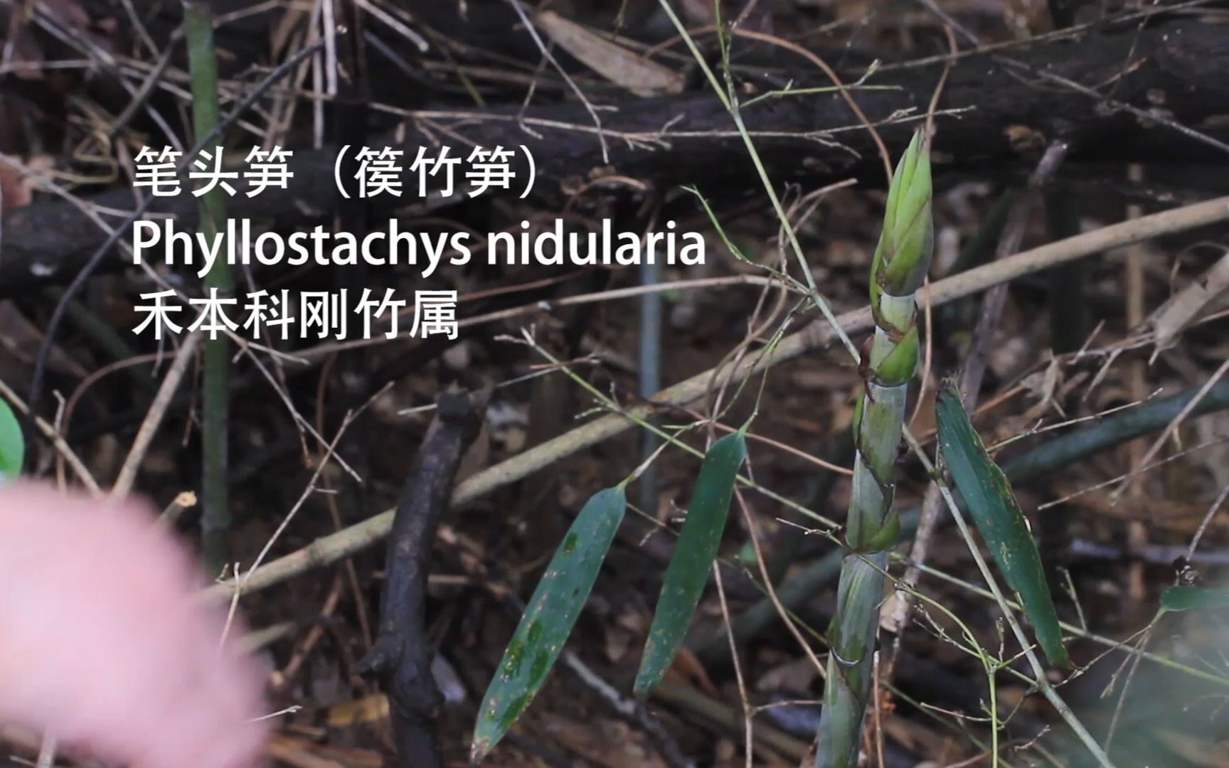 笔头笋篌竹笋这种野笋可以转着圈剥壳