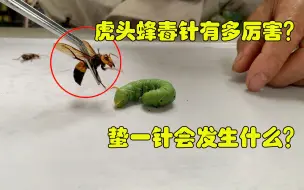 Video herunterladen: 虎头蜂的毒针有多厉害？看它往豆虫身上蛰一针就明白了，毫无抵抗