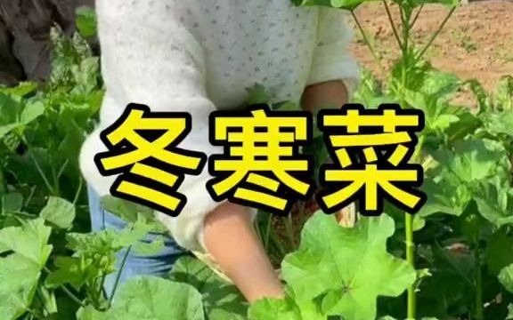 【聊三农】冬天冻不死的“冬寒菜”,不仅好吃,而且可以多茬采收,整天冬天都有新鲜的绿叶蔬菜吃哔哩哔哩bilibili