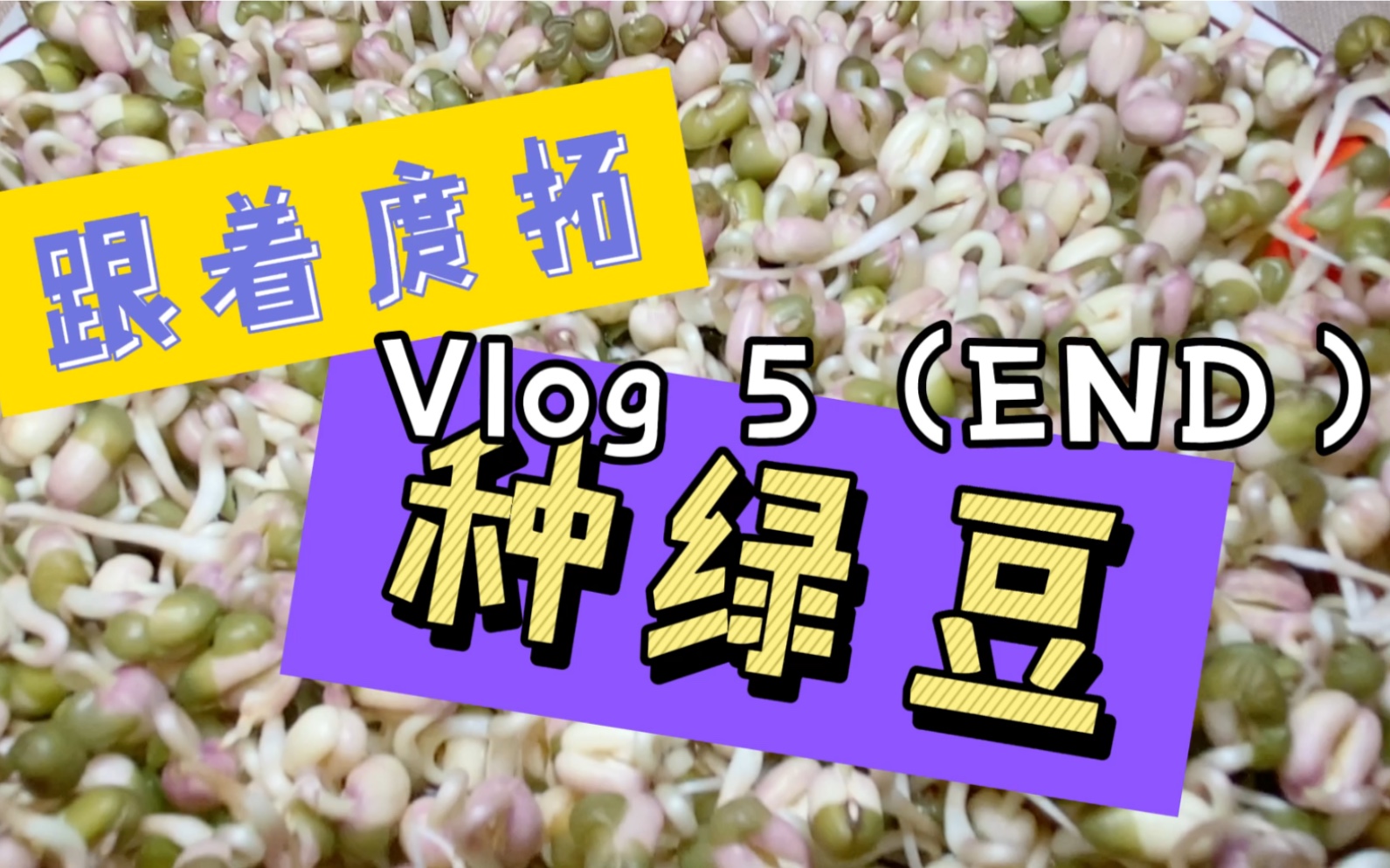 种绿豆的最后一条vlog哔哩哔哩bilibili