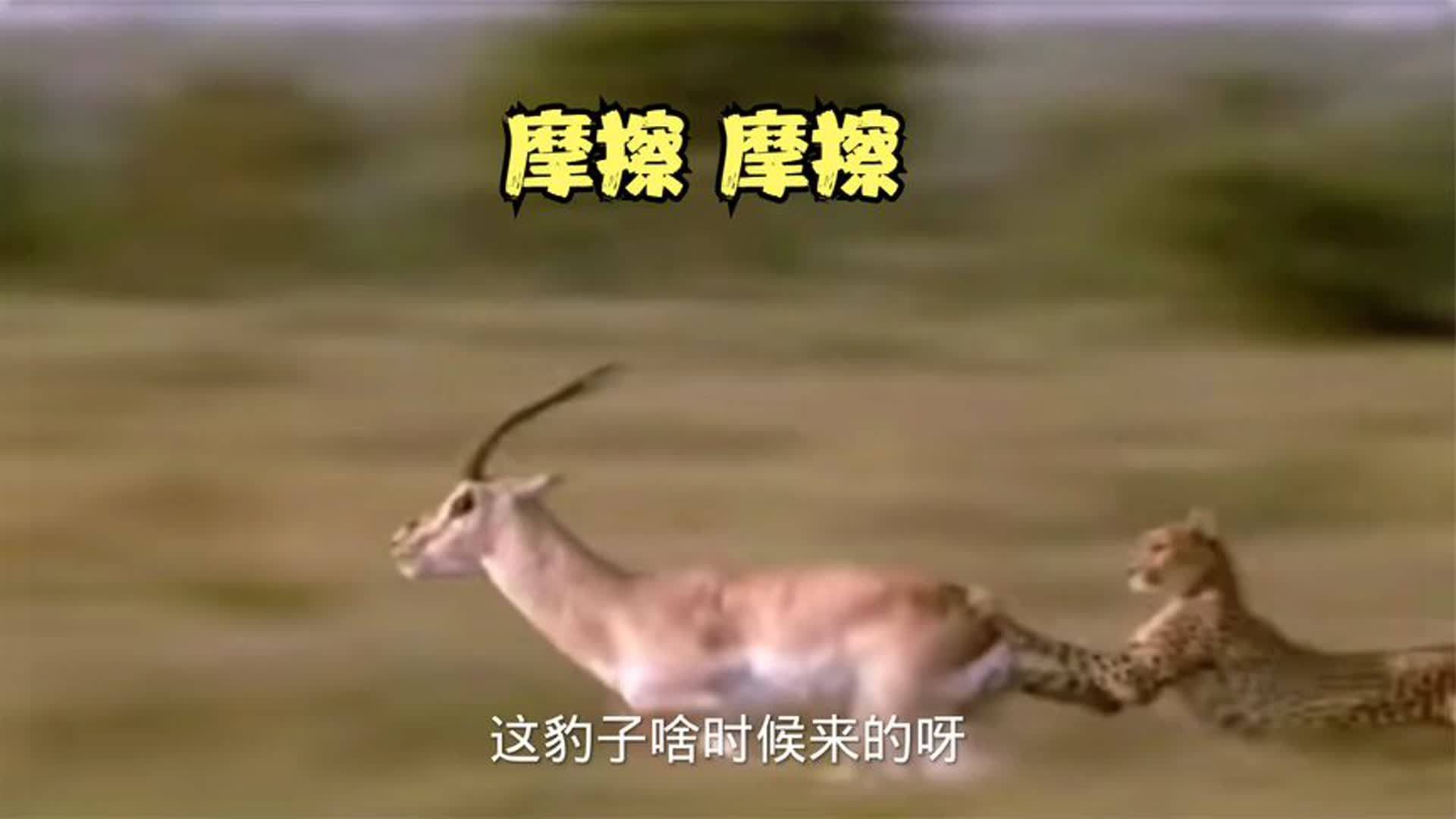 搞笑配音:猎豹被羚羊按在地上摩擦,险些丧命.