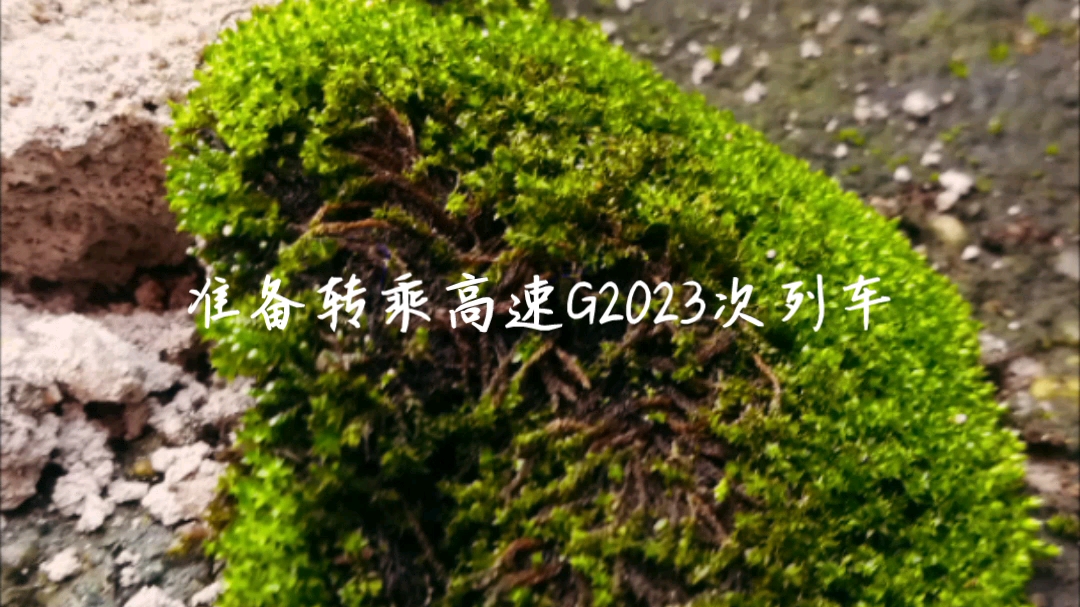 2022年绿化树行情如何