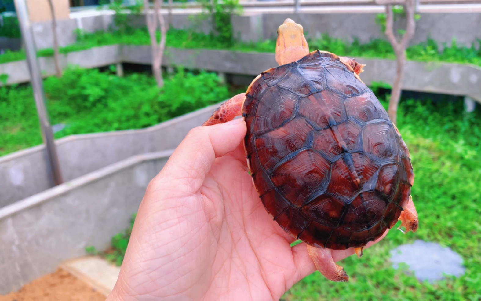 发现一个红宝石龟