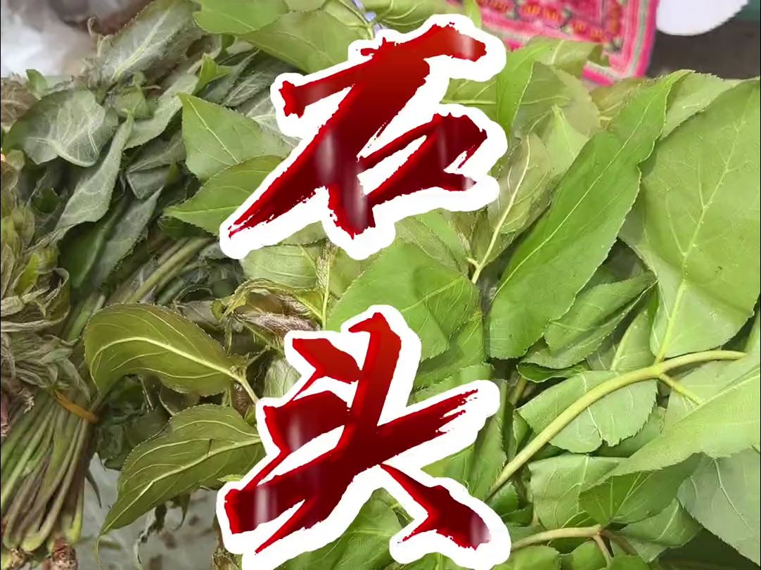 石头菜,也叫石头椿
