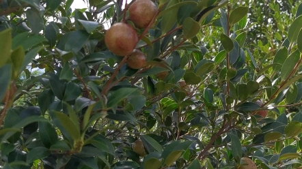 山茶油的功效与作用首先山茶油又名野山茶油、茶籽油、油茶籽油,取自于油茶树的种籽.茶多酚又称为茶鞣,茶多酚能有效地阻止放射性物质的侵入骨髓,...