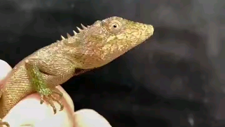 细鳞拟树蜥苗子 388