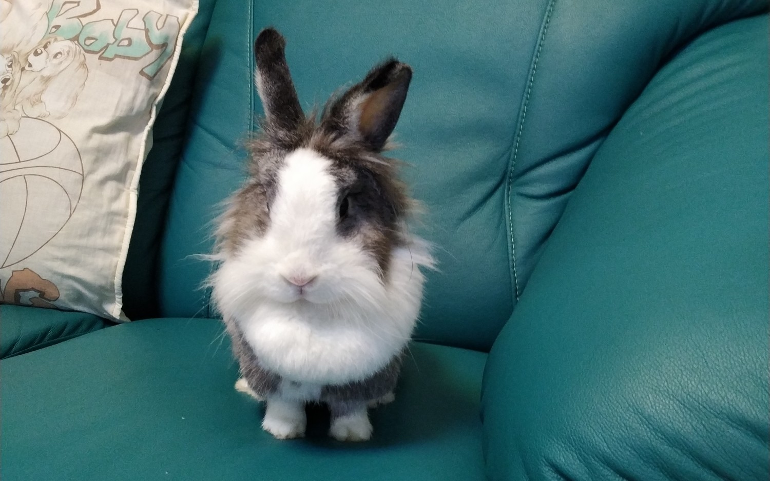 【兔子poppy】标准坐姿的兔兔