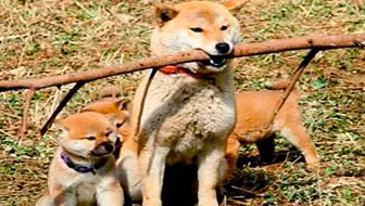 爱犬的奇迹 狗狗在地震中勇救主人一家 还差点失去自己的3个孩子 太感人了 哔哩哔哩 Bilibili
