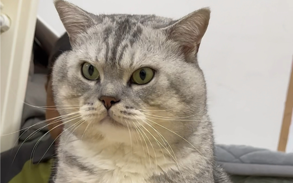 大壮小时候-大元忠臣朱凤阳-可爱动物-哔哩哔哩视频