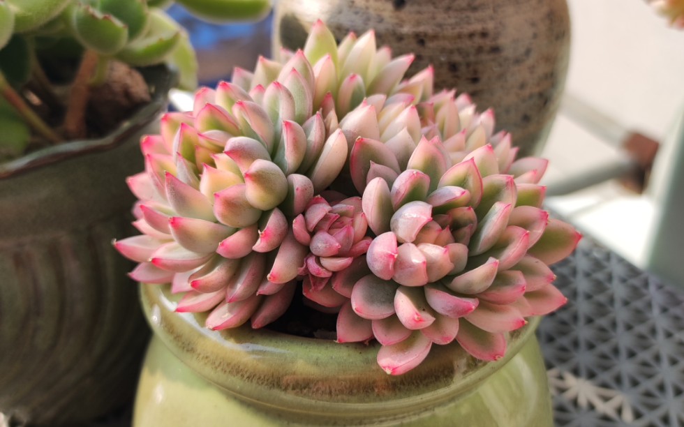 最近入的部分多肉,最爱女雏锦,颜色粉嫩