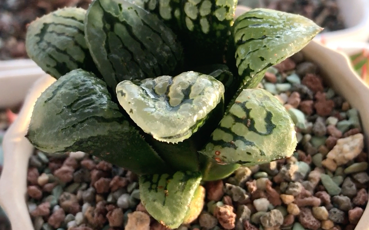 多肉植物 马丽丽 玻璃康平寿播种后的选拔株