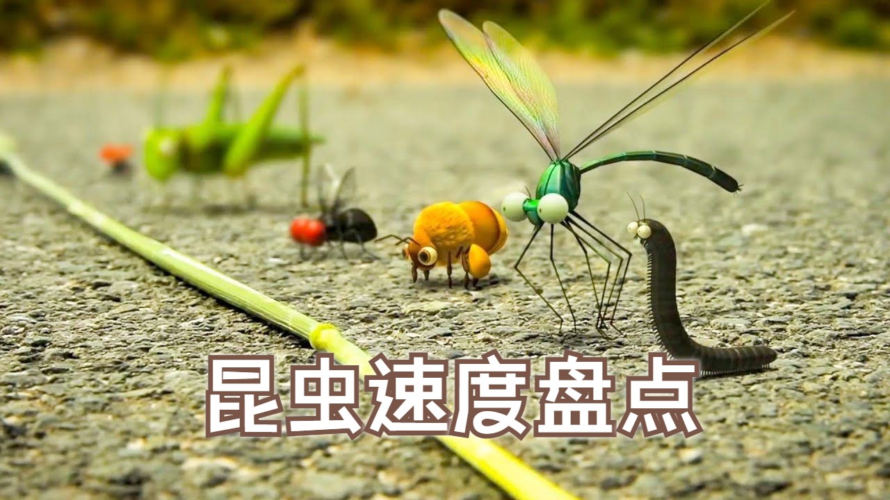 [图]虫子跑的比人快是种什么体验