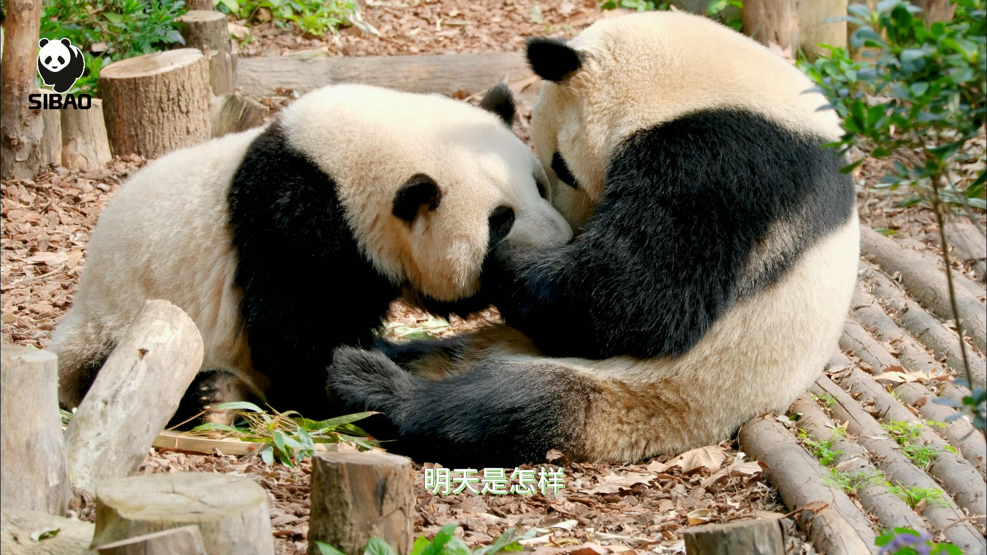 【大熊猫和花】【大熊猫和叶】它俩就像玻璃弹珠一样晶莹美好哔哩哔哩bilibili