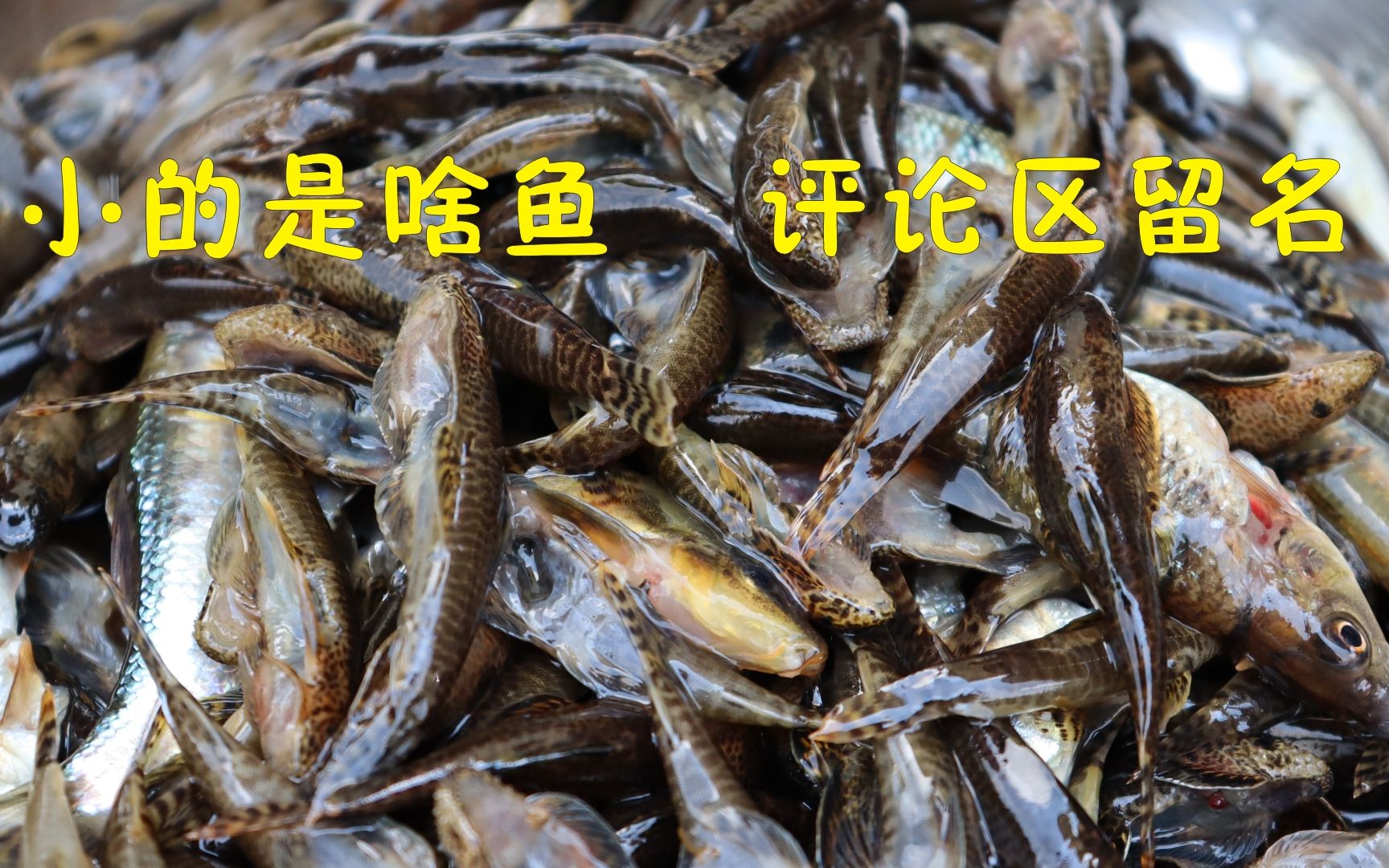 小伙钓到100多一斤的辣锥,再加大盆山坑鱼香煎,甜翻了_哔哩哔哩 (゜