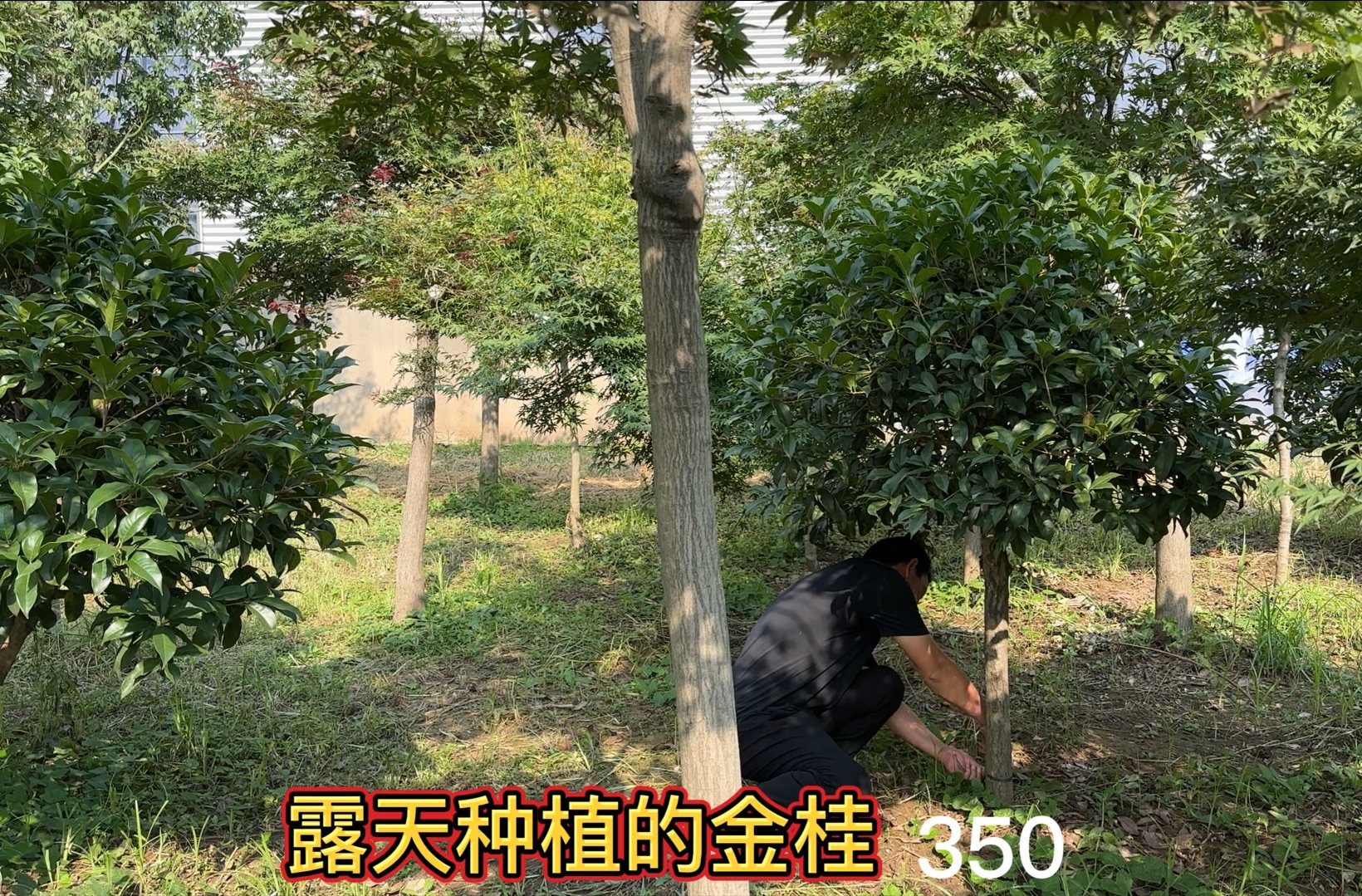 曾今的“天价”桂花树,如今挑最好树形40棵处理350,老板当柴火抛哔哩哔哩bilibili