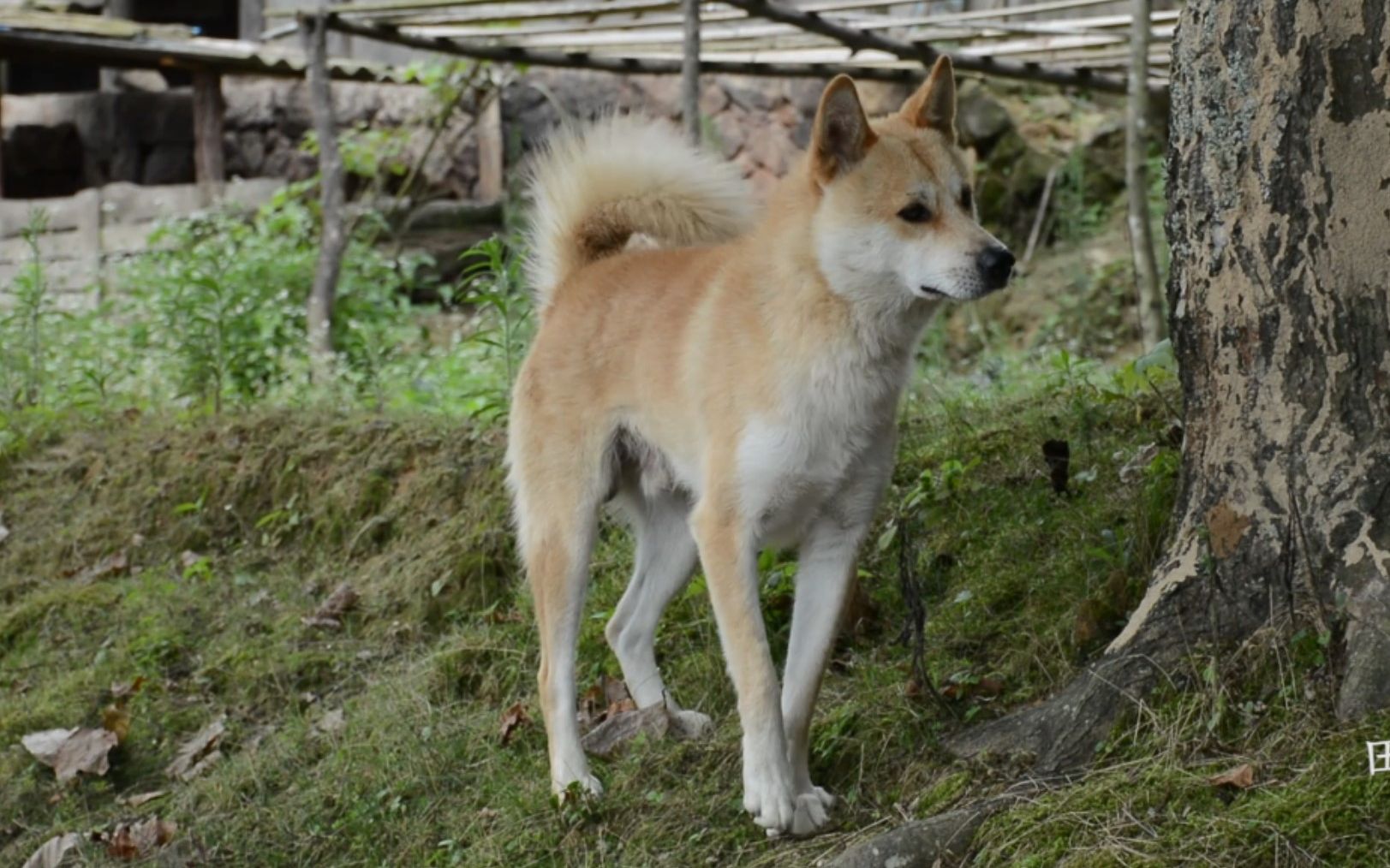 [图]村里发现一只超帅中华田园犬，说它是整个B站最帅田园犬不过分吧