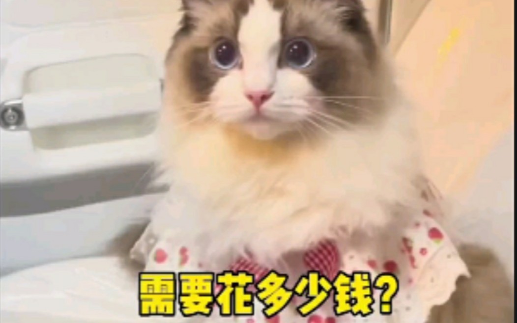 养一只布偶猫需要花多少钱呢?哔哩哔哩bilibili