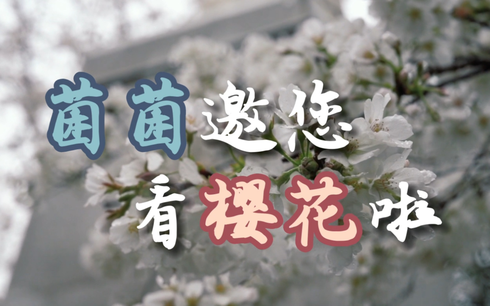 【武大樱花】哔哩哔哩bilibili