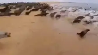 小海豹以为人类要伤害它拼命跑，结局亮了！