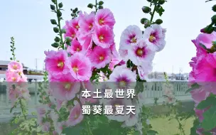 Download Video: 【海妈植物推荐】本土最世界，蜀葵最夏天