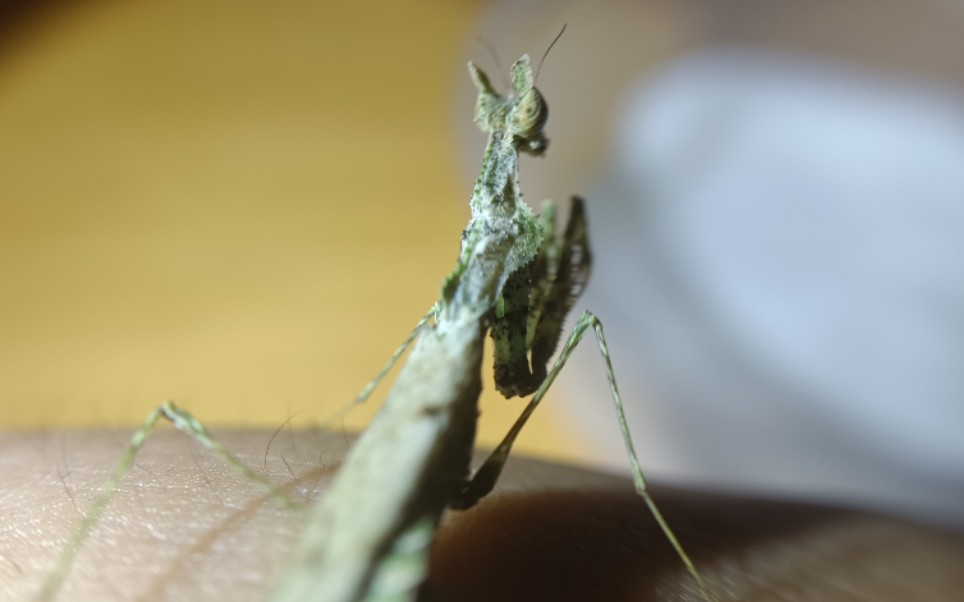 海南角螳生境与展示