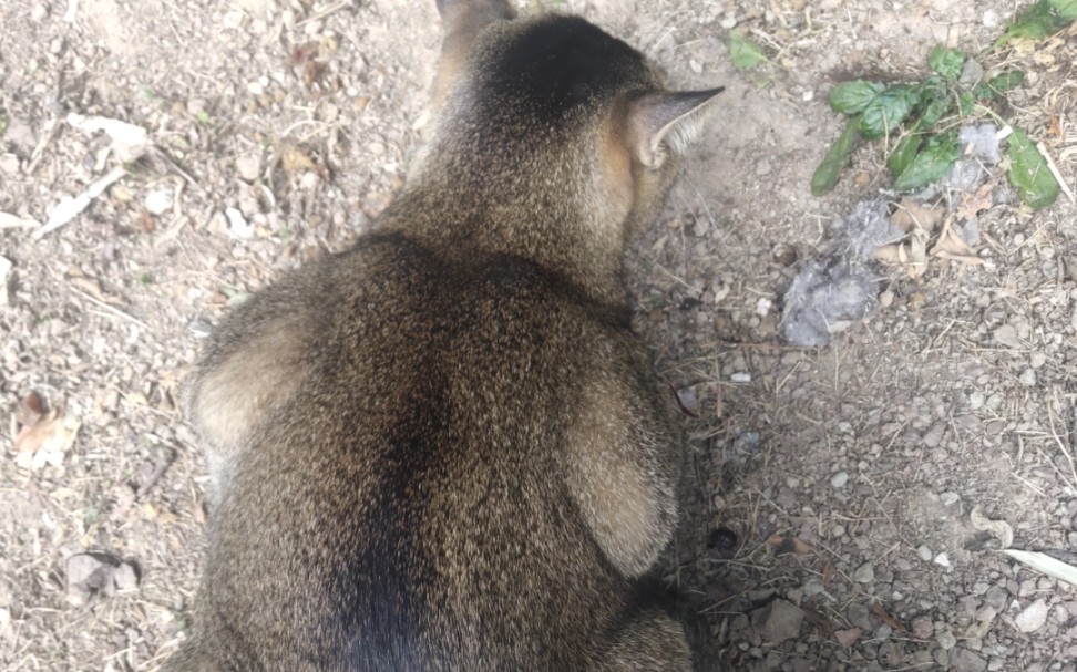 [图]隔了几个月看看猫，结果小雀猫变中雀猫了