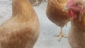 又被鸡啄了