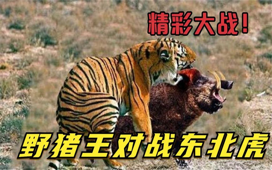 400斤的野猪王,能不能打赢一头东北虎?镜头记录精彩大战全程!哔哩哔哩bilibili