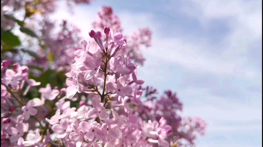 [图]丁香花开～《原创视频》