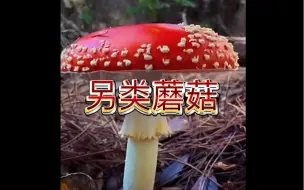 Video herunterladen: 蘑菇