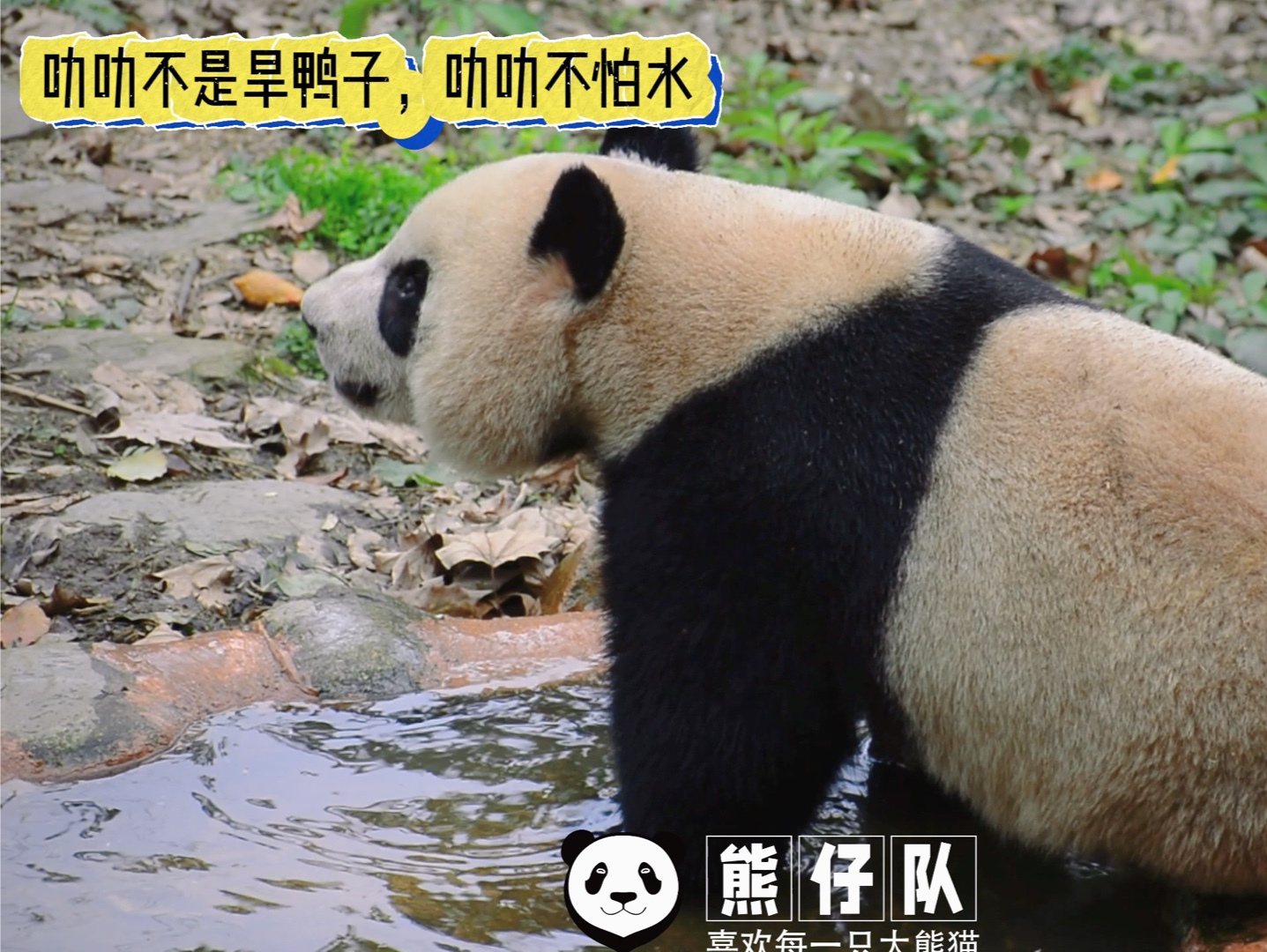 网上视频一会说叻叻不会爬树,一会叻叻旱鸭子,叻叻