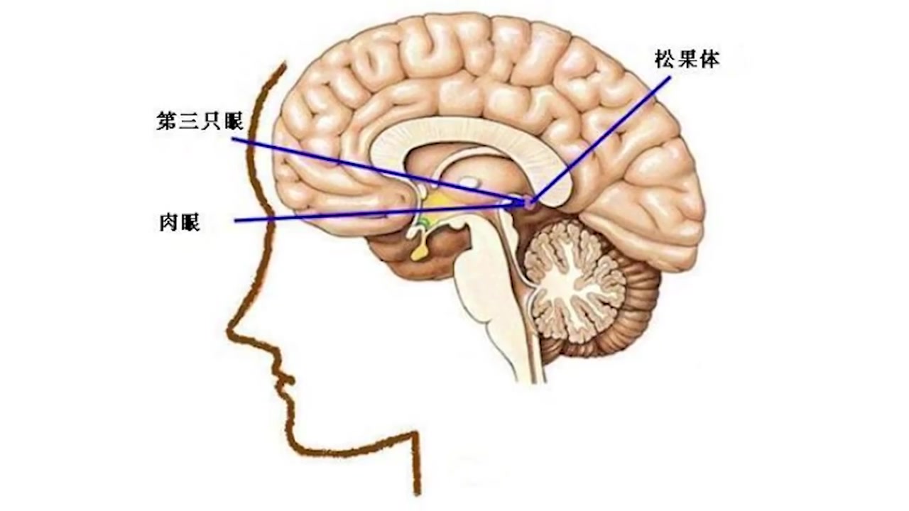 【松果体的奥秘】打开第三只眼你也可以得到超能力 | kuaizero-【水母