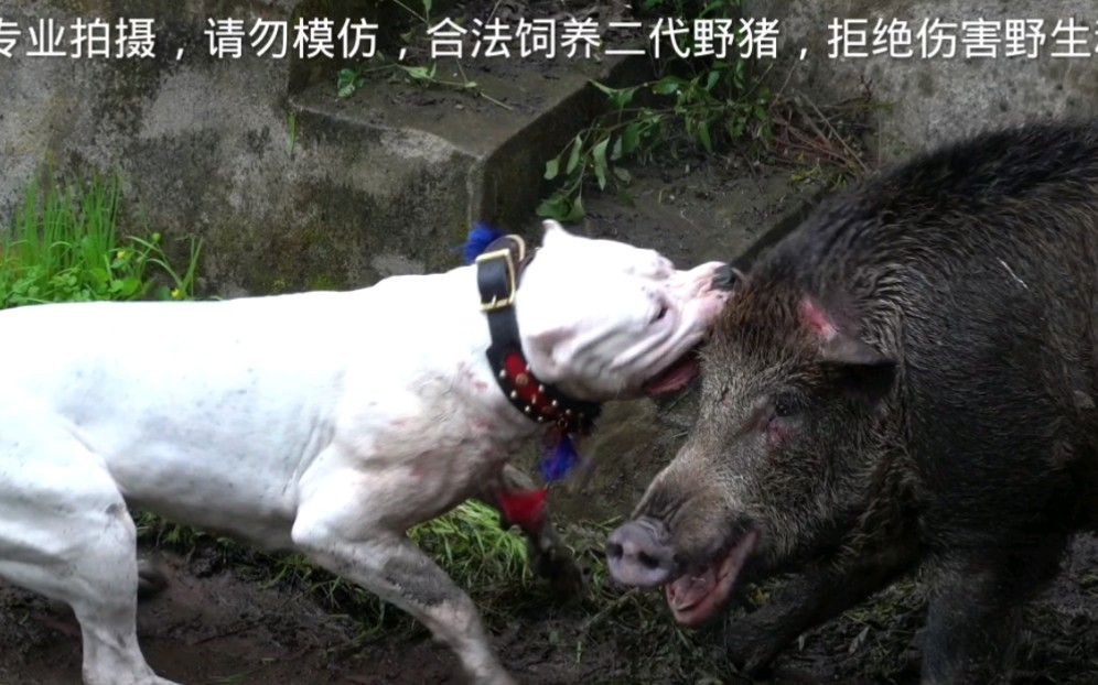 [图]四川邻水猎犬交流会，杜高和比特轮番进攻二代野猪，到底谁更厉害