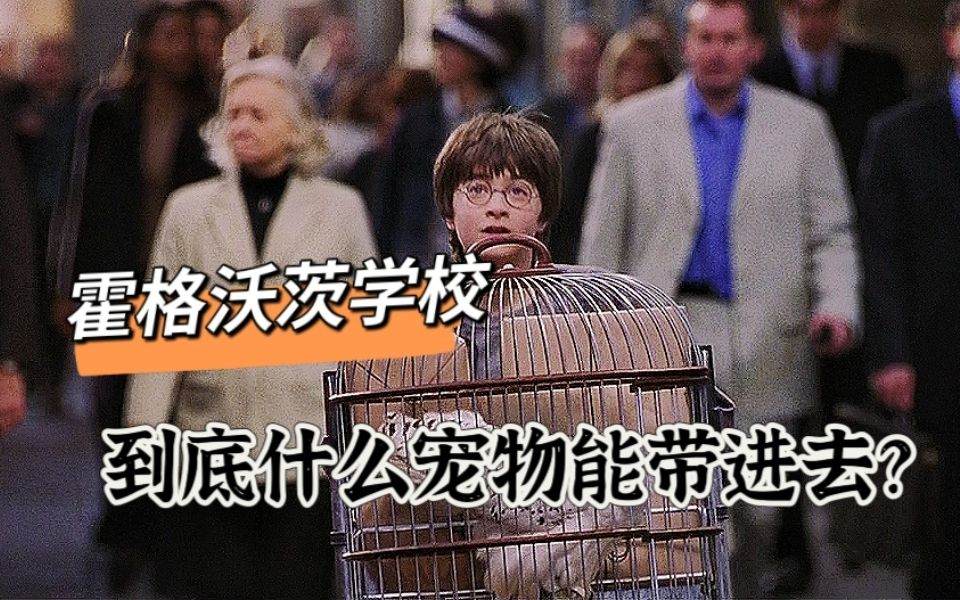 入学清单只允许养三种宠物,为何其他宠物也能带入校?哔哩哔哩bilibili