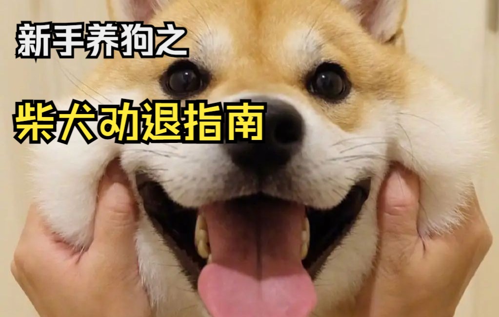 [图]新手养狗之柴犬劝退指南