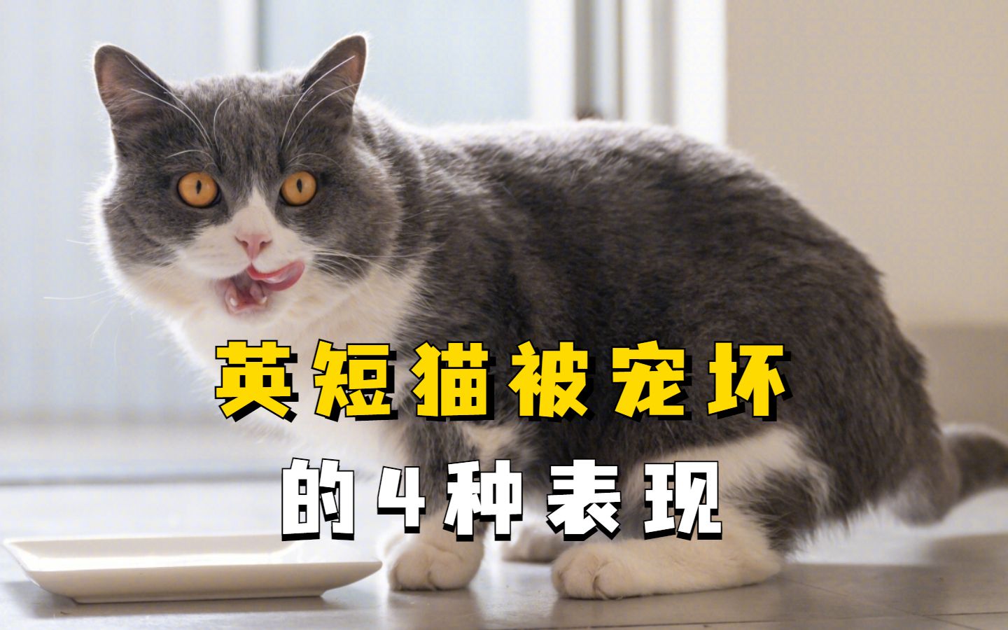 英短猫有这4种表现,说明它被宠坏了!哔哩哔哩bilibili