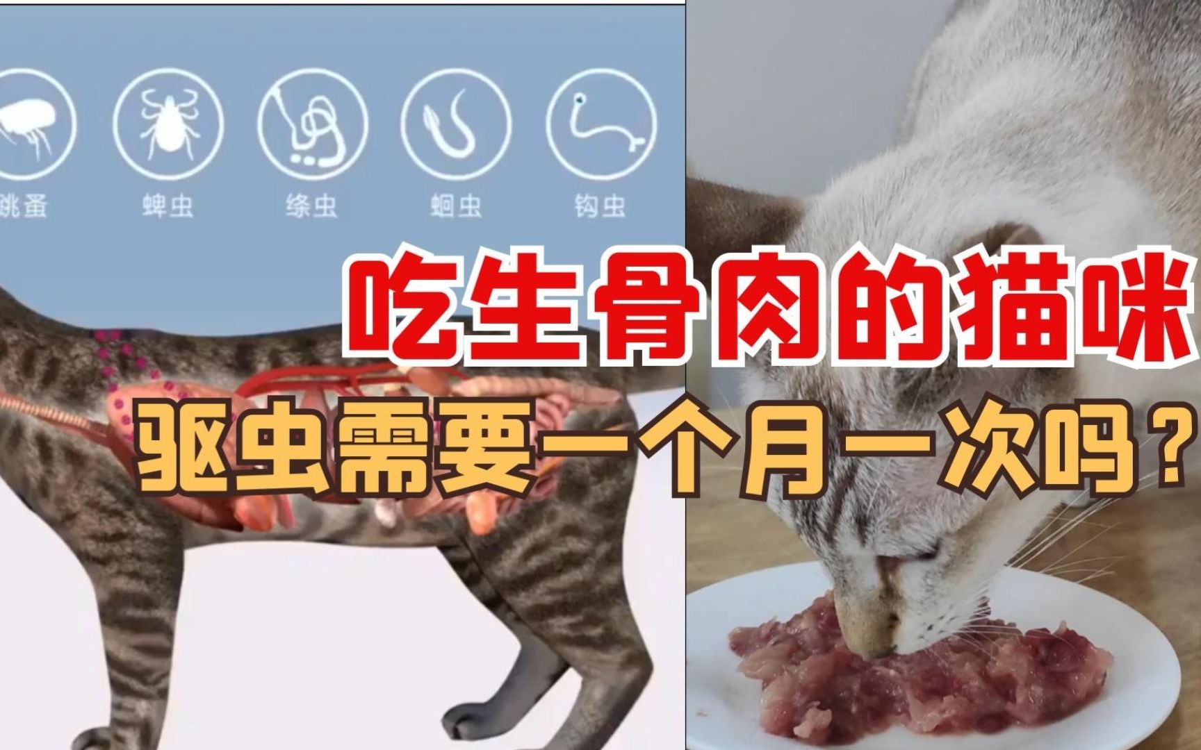 吃生骨肉的猫咪驱虫多久一次?需要一个月一次吗?哔哩哔哩bilibili