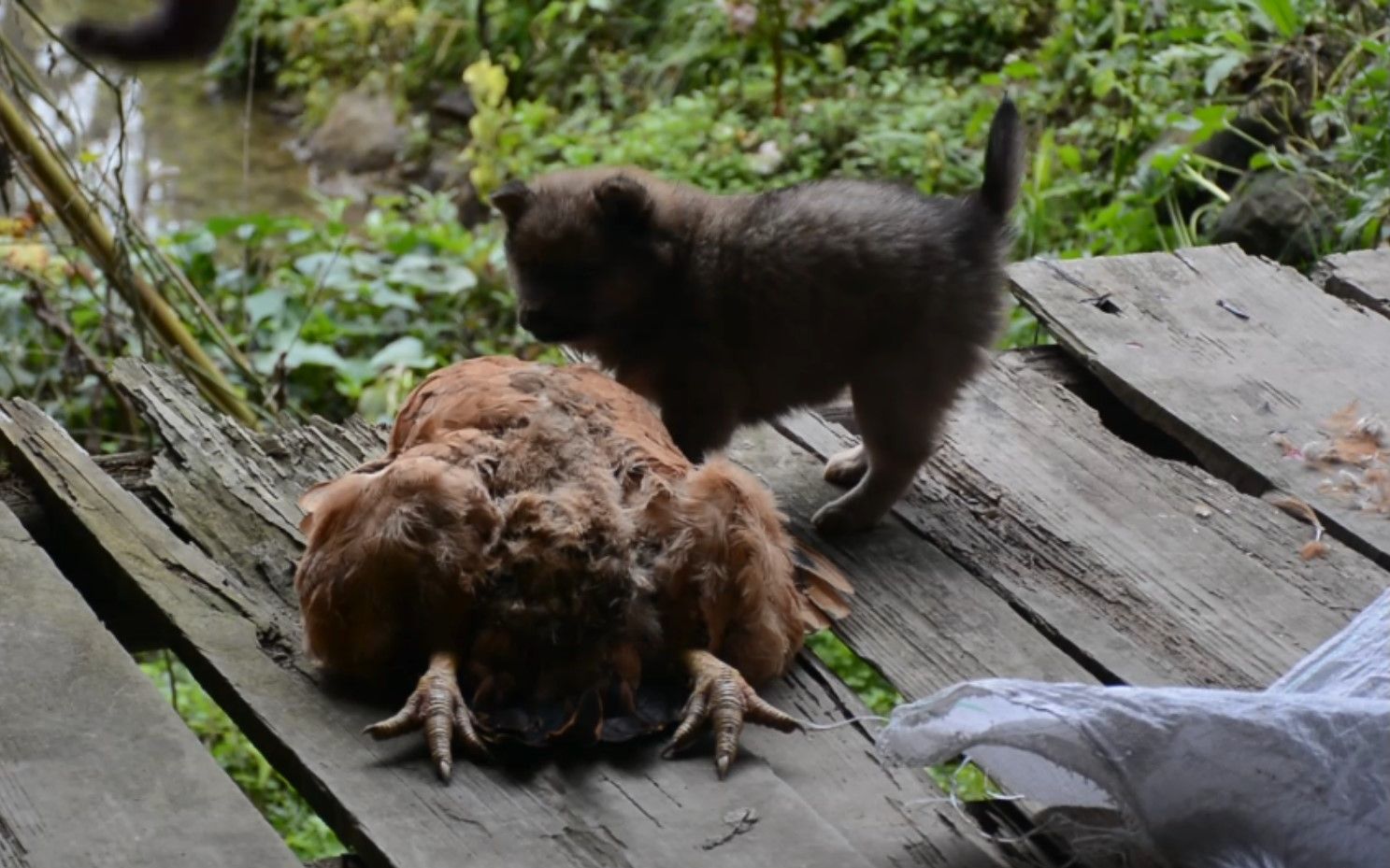 小奶狗也想吃鸡了含泪把自家大公鸡杀了别说还真香