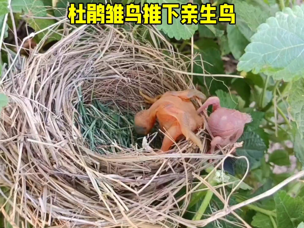 杜鹃雏鸟把同巢的小鸟请出鸟巢!