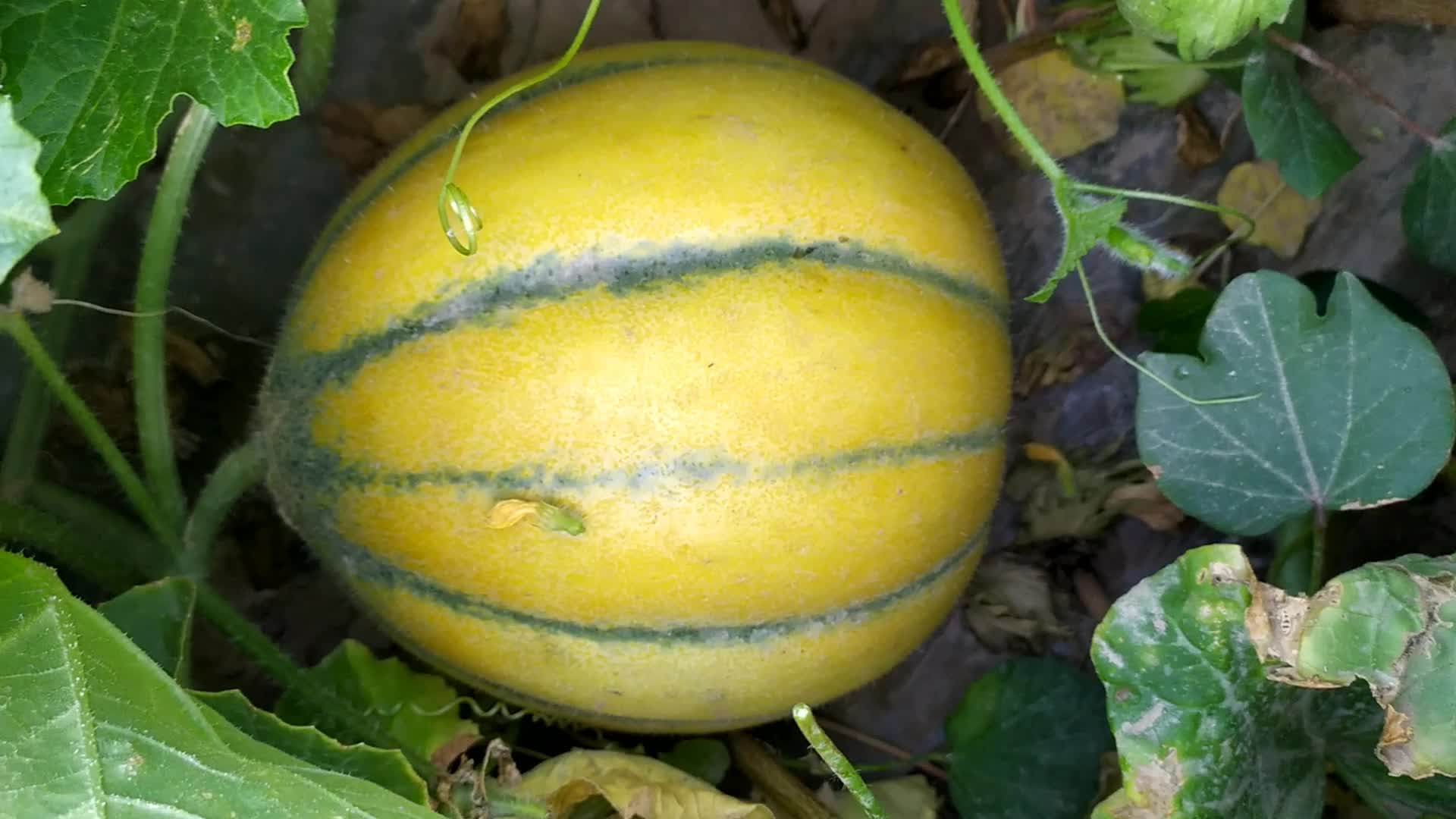 活动  最传统的新疆老汉瓜"伯谢克辛"