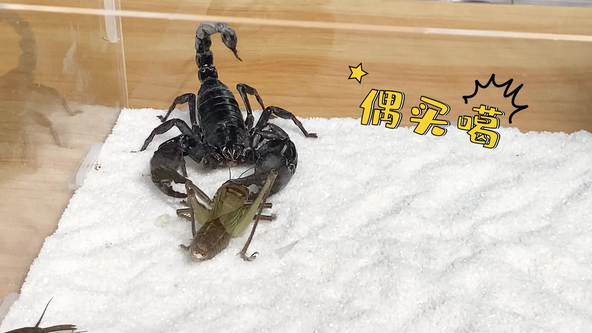 蝈蝈误闯入蝎子领地被毒针疯狂攻击蝎子你太吵了