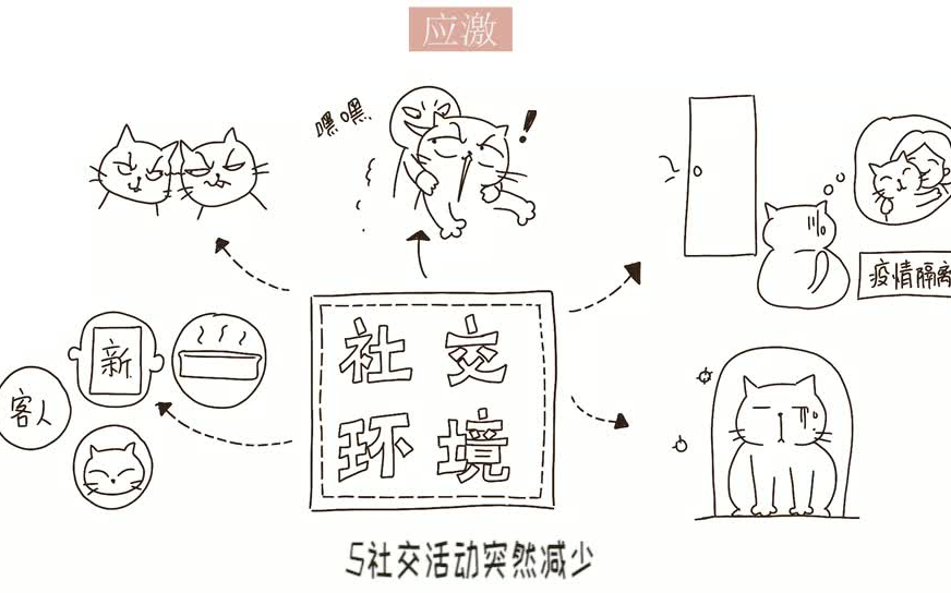 猫咪应激了怎么办?哔哩哔哩bilibili