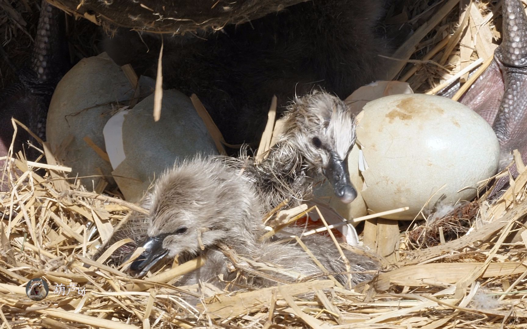 黑天鹅的5个蛋宝宝破壳而出,呆萌可爱