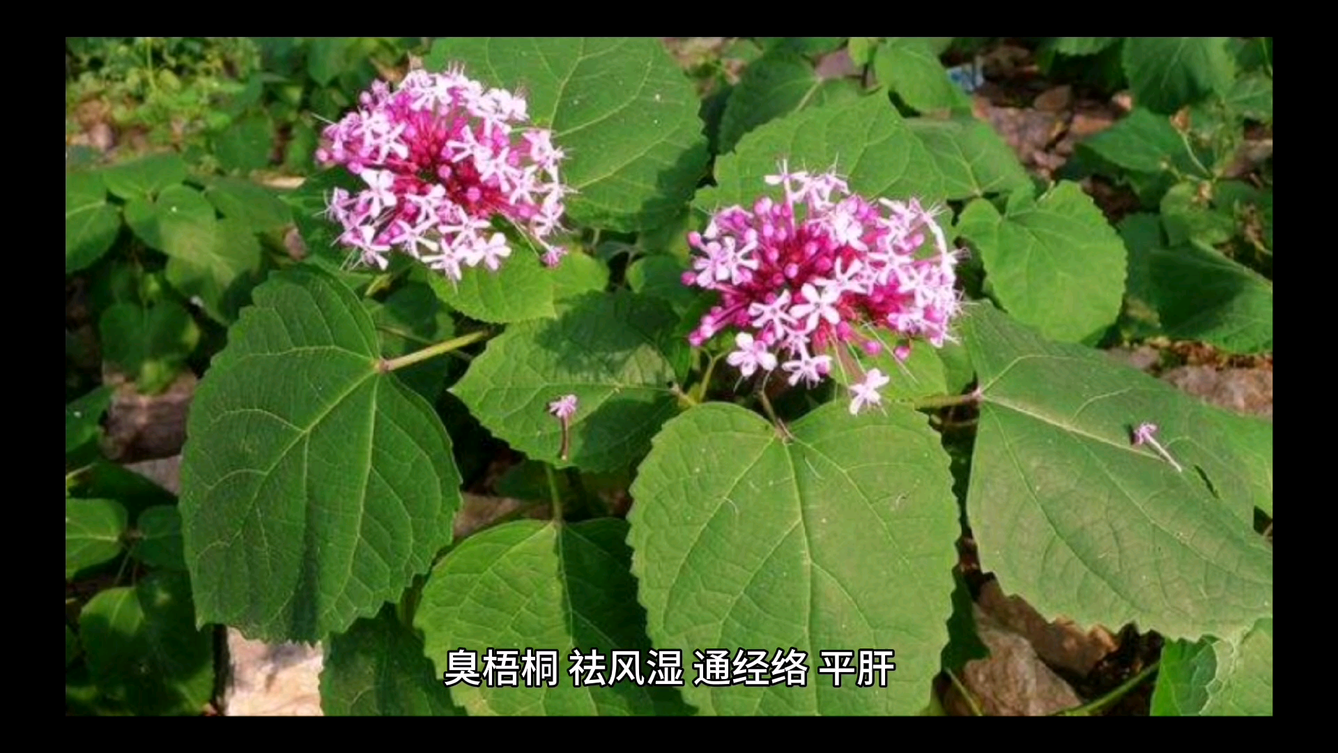 中药功效之祛风湿药化湿药利水渗湿药哔哩哔哩bilibili