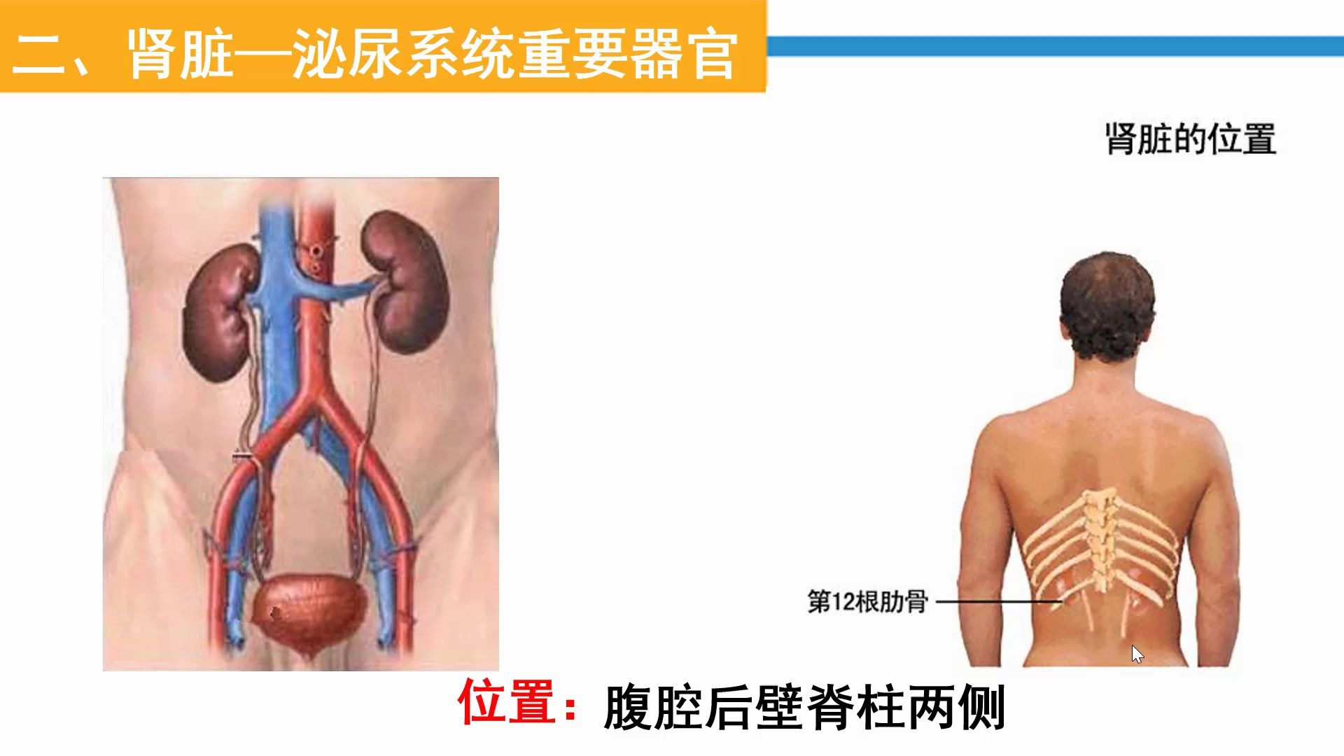 尿液的形成过程微课哔哩哔哩bilibili