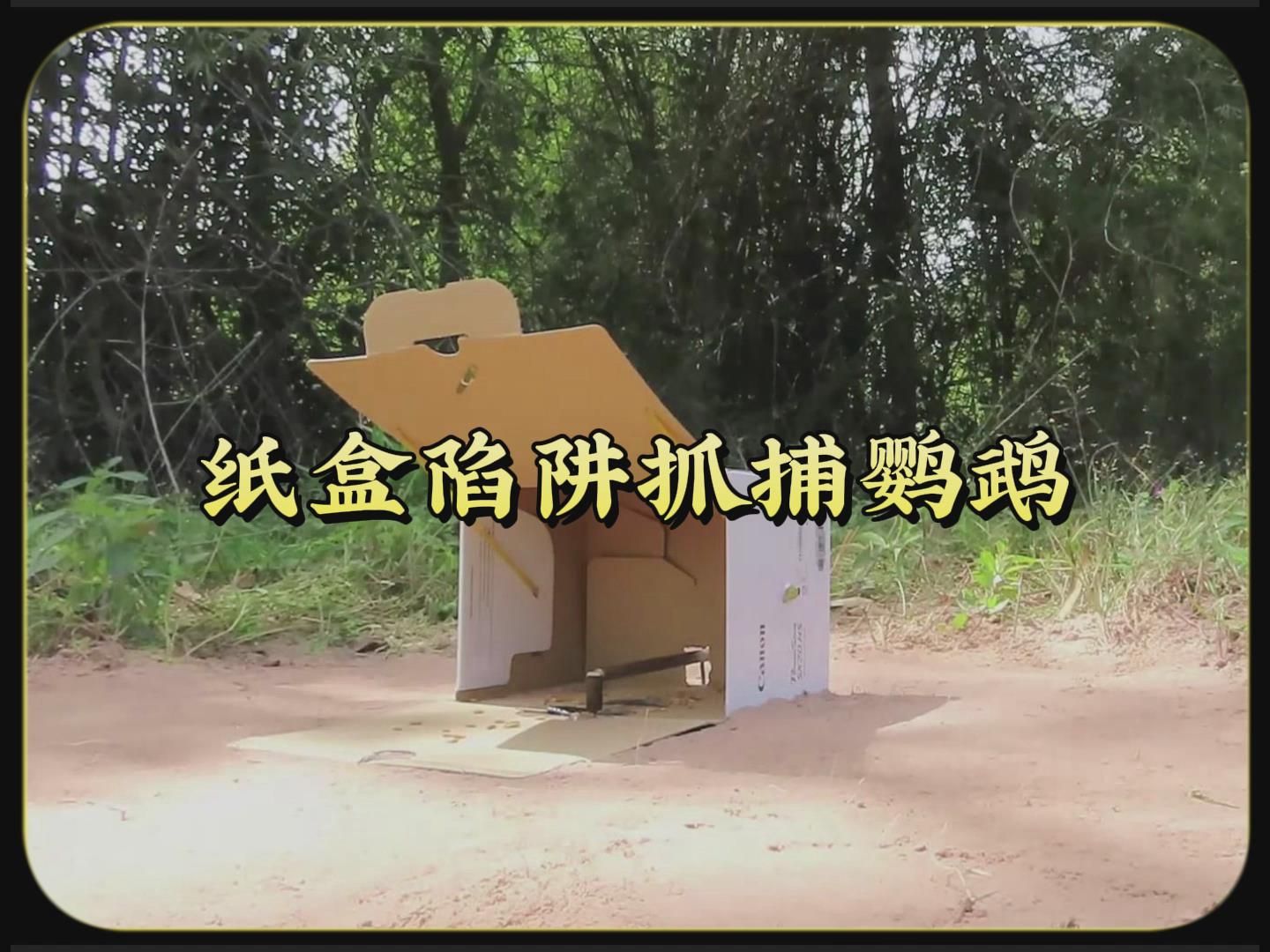 荒野中用一个纸箱子制作简易陷阱抓野生鹦鹉