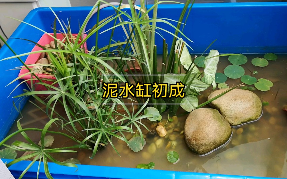 新手初弄泥水缸