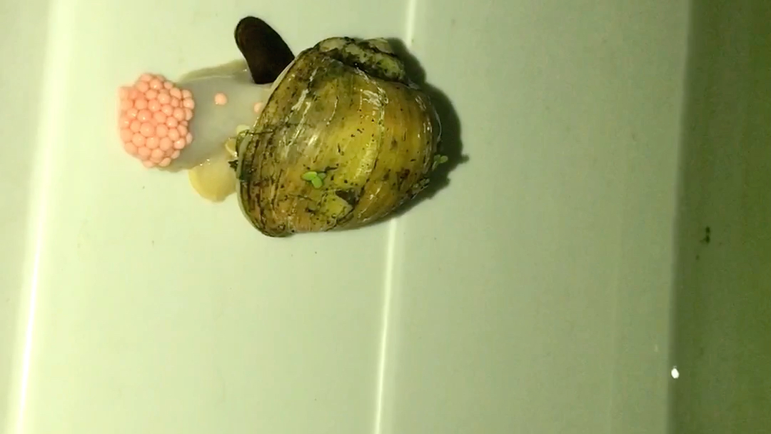 黄金螺产卵_哔哩哔哩 (゜-゜)つロ 干杯~-bilibili